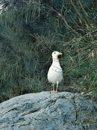 High angle view of bird perching on field