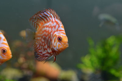 Close-up of fish swimming in sea