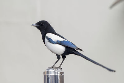 Close-up of bird perching on white