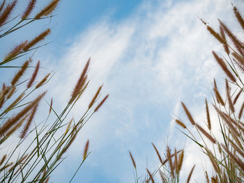 Low angle view of stalks against sky
