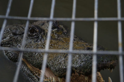 Close-up of monkey in cage at zoo