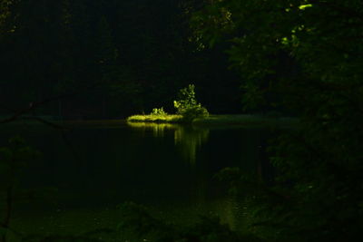 Trees at night