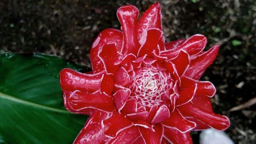 Close-up of red flower