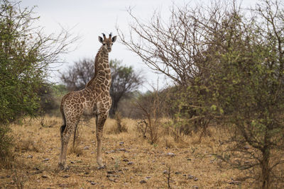 Giraffe standing in a field