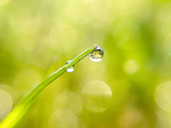 Macro shot of water drops on leaf