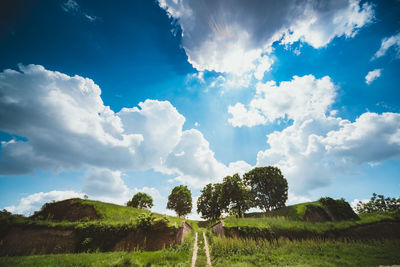 Trees on field against sky