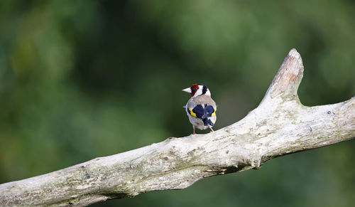 Goldfinches at a woodland site