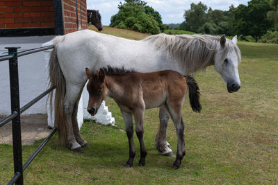 Horses standing in a field