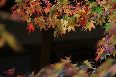 Close-up of leaves on tree