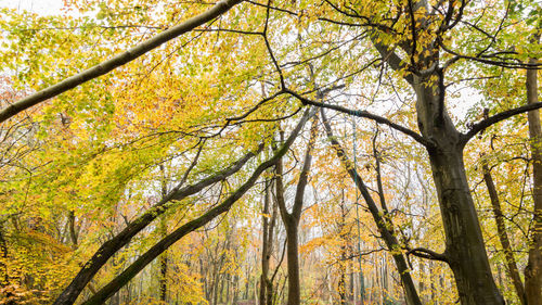 Low angle view of trees during autumn