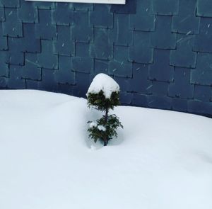 Tree against snow covered wall