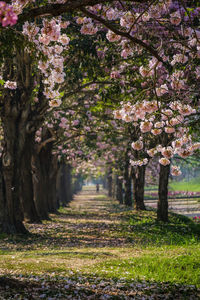 View of cherry blossom trees