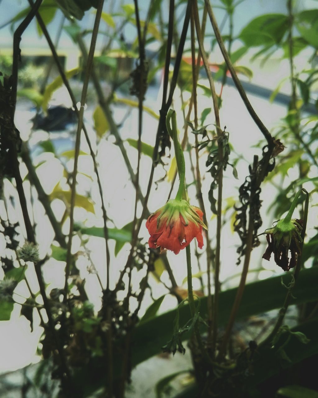 flower, growth, focus on foreground, freshness, petal, leaf, fragility, beauty in nature, plant, nature, close-up, flower head, blooming, stem, tree, branch, day, outdoors, no people, low angle view