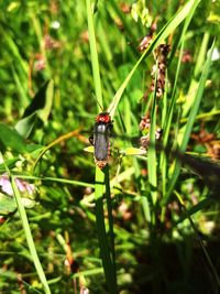 Close-up of insect on plant
