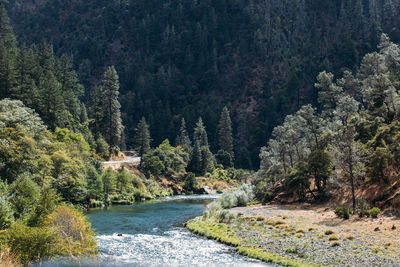 River amidst pine trees in forest