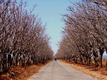 Treelined pathway along trees