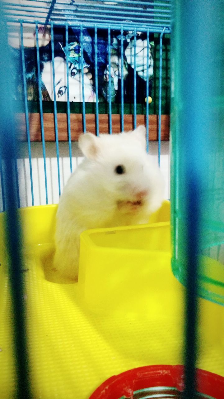 indoors, animal themes, one animal, cage, bird, pets, domestic animals, close-up, birdcage, parrot, animals in captivity, animal head, focus on foreground, toy, yellow, glass - material, animal representation, window, cat, no people