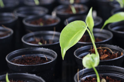 Closeup of monstera plant seedling in pot