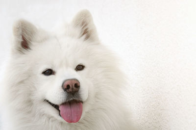 Close-up of a dog over white background