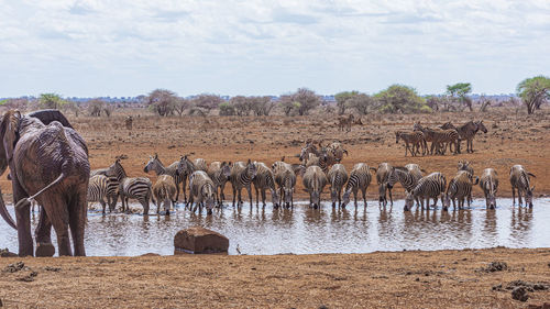 Panoramic view of a drinking water from a lake