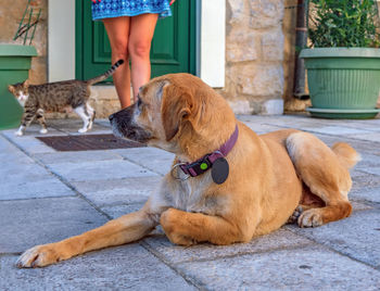 Dog and cat on the outdoors are looking each other.