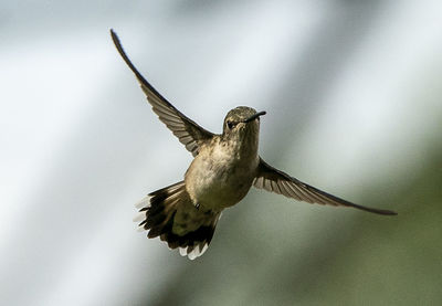 A hummingbird turns in midair.