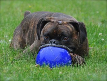 Portrait of dog with ball on field