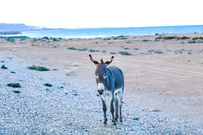 Donkey standing on beach