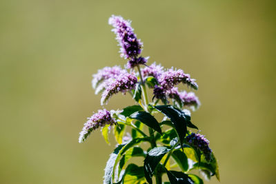 Close-up of purple flowering plant