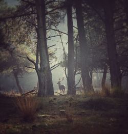 Dog in forest