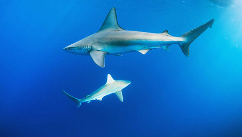 View of  dolphins in underwater