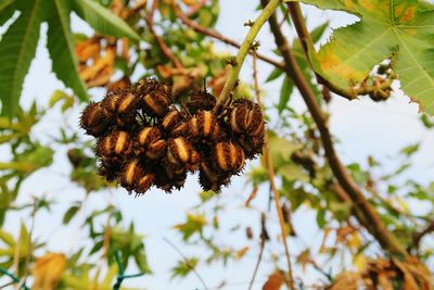 Low angle view of flowers on branch