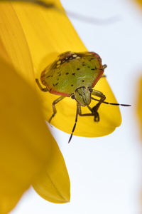 Nezara viridula bug or southern green stink bug on a sunflower. an extreme closeup of a stink bug.