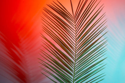 Close-up of palm tree against orange sky