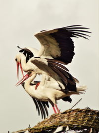 Low angle view of storks mating at nest against clear sky