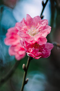 Close-up of pink flower