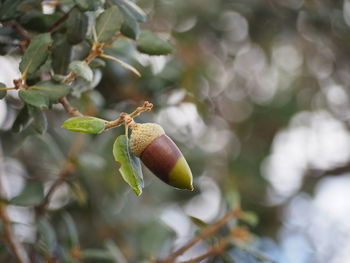 Close-up of fruit on tree