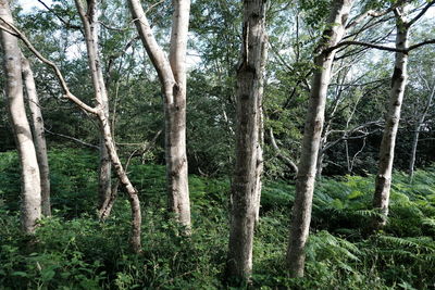 Scenic view of forest