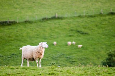 Sheep on grassy field