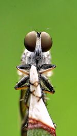 Close-up of insect on flower