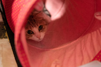 Close-up portrait of kitten