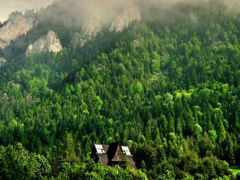 Houses surrounded by trees at pieniny