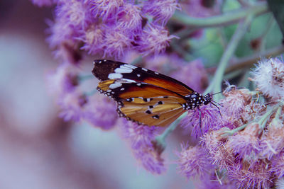 Close-up of butterfly pollinating on purple flower