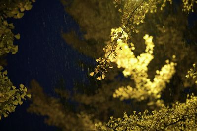 Close-up of yellow flowers on tree