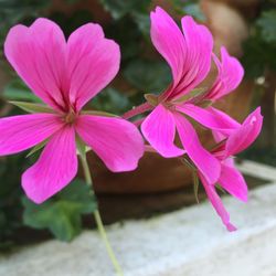 Close-up of pink flowers