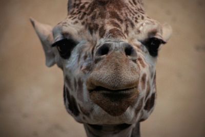 Close-up portrait of horse