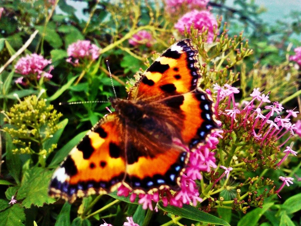 insect, flower, one animal, animals in the wild, animal themes, wildlife, butterfly - insect, fragility, butterfly, freshness, growth, beauty in nature, pollination, plant, close-up, nature, focus on foreground, animal markings, petal, symbiotic relationship