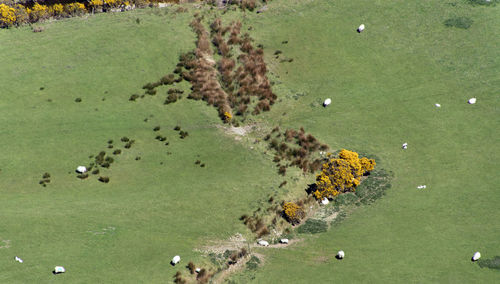 High angle view of sheep grazing in a field on a valley floor