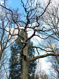 Low angle view of bare trees against sky
