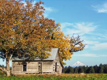 Tree in field against sky during autumn